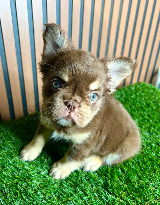Rojo and Tan French Bulldog