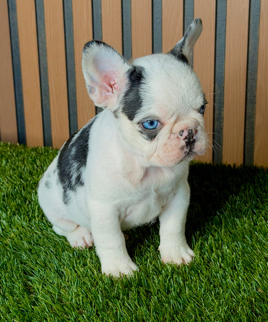 Blue koi frenchie