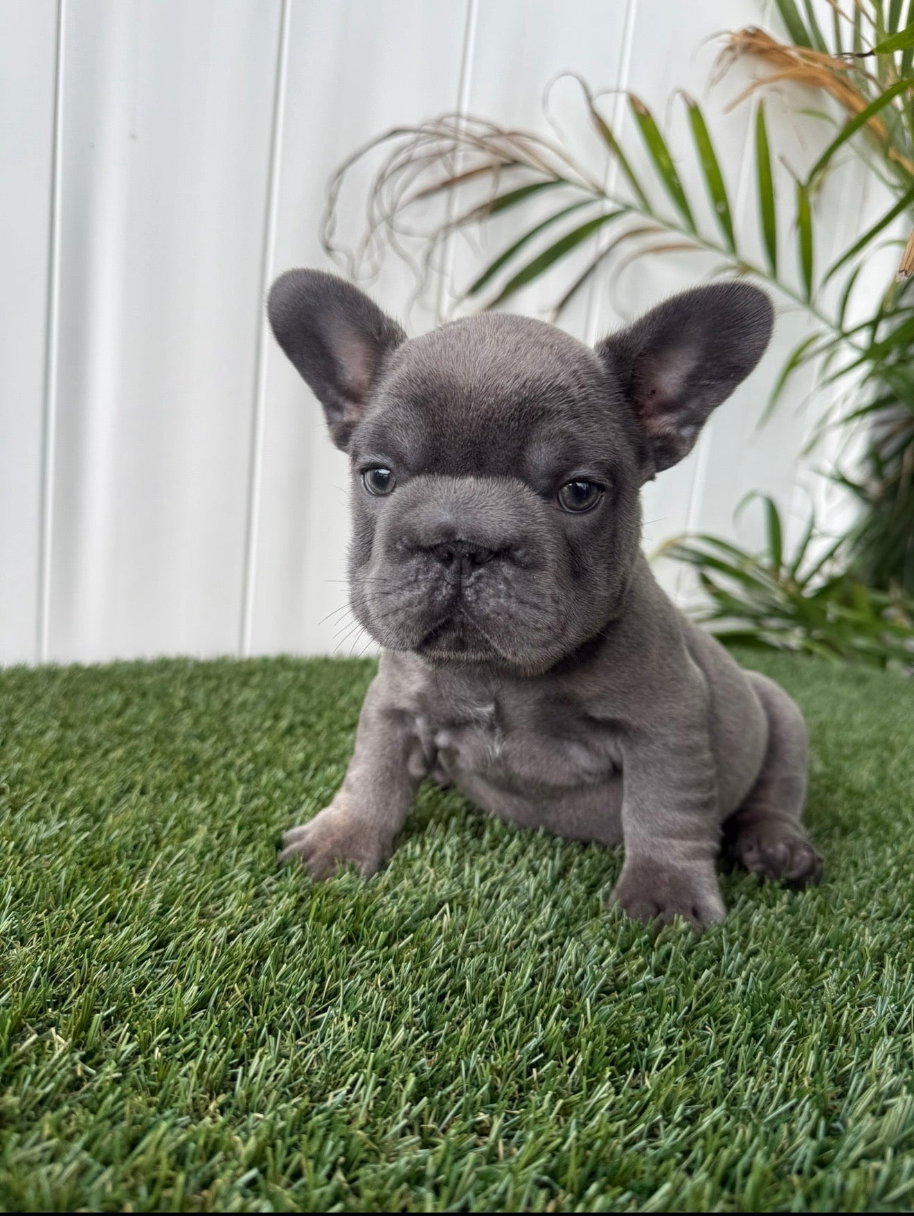 * Blue Big Rope Female