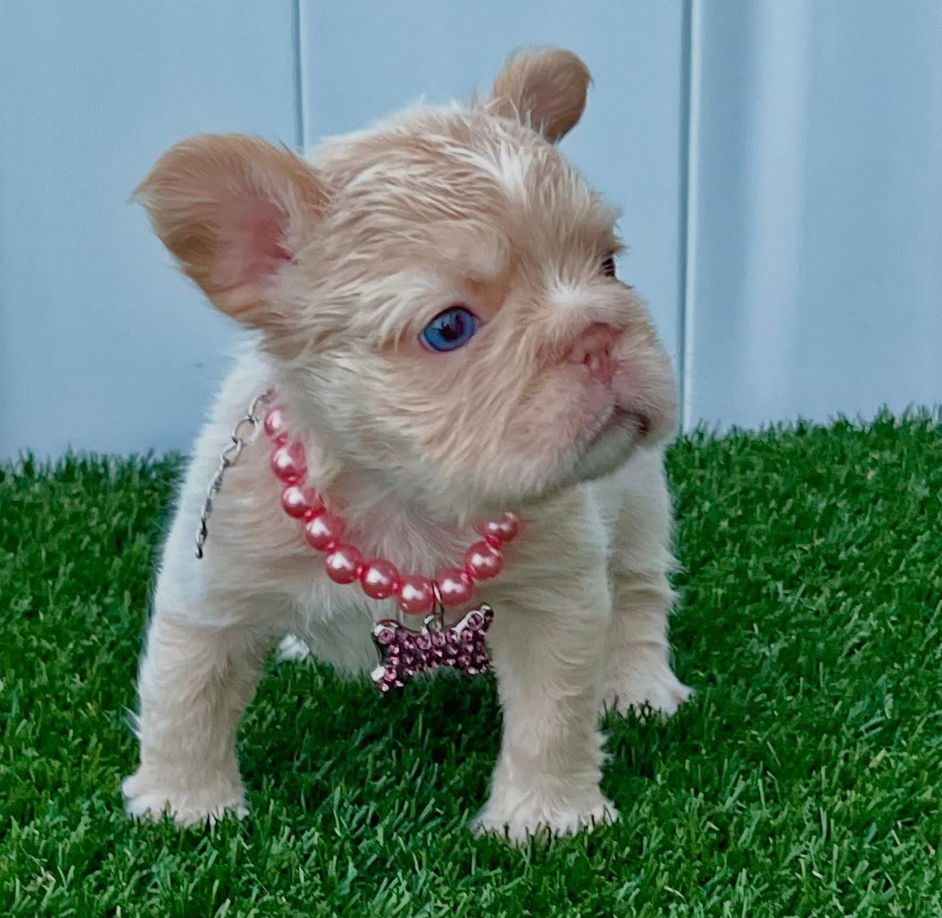 Cream Frenchie