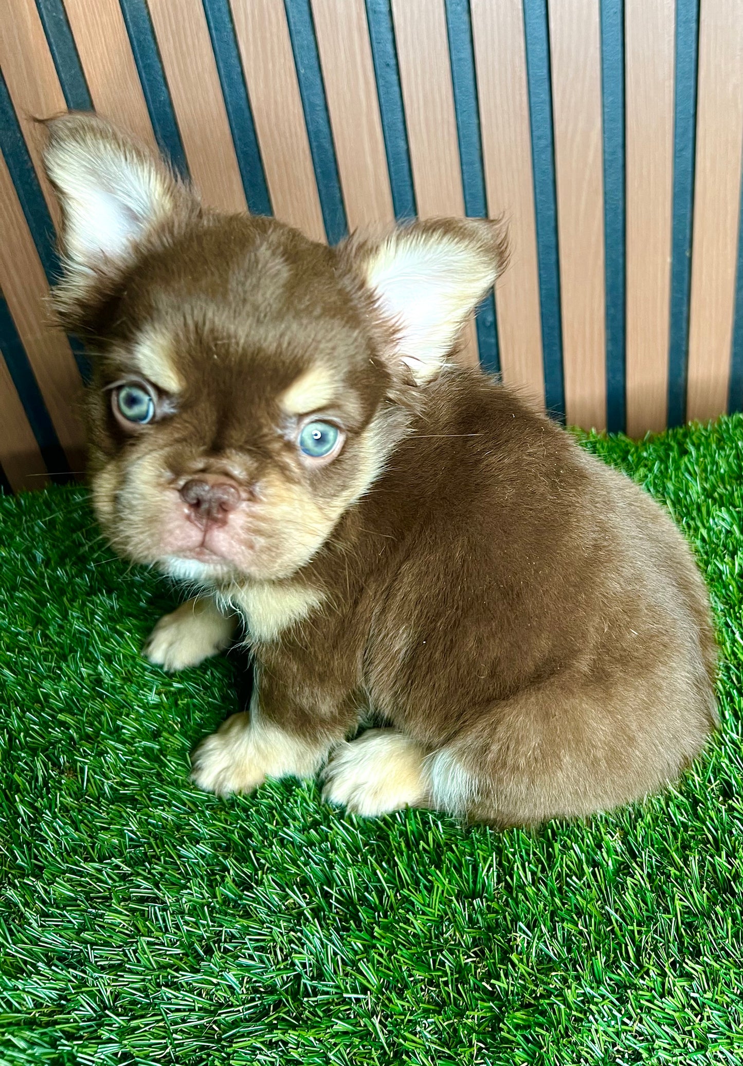 Rojo and Tan French Bulldog