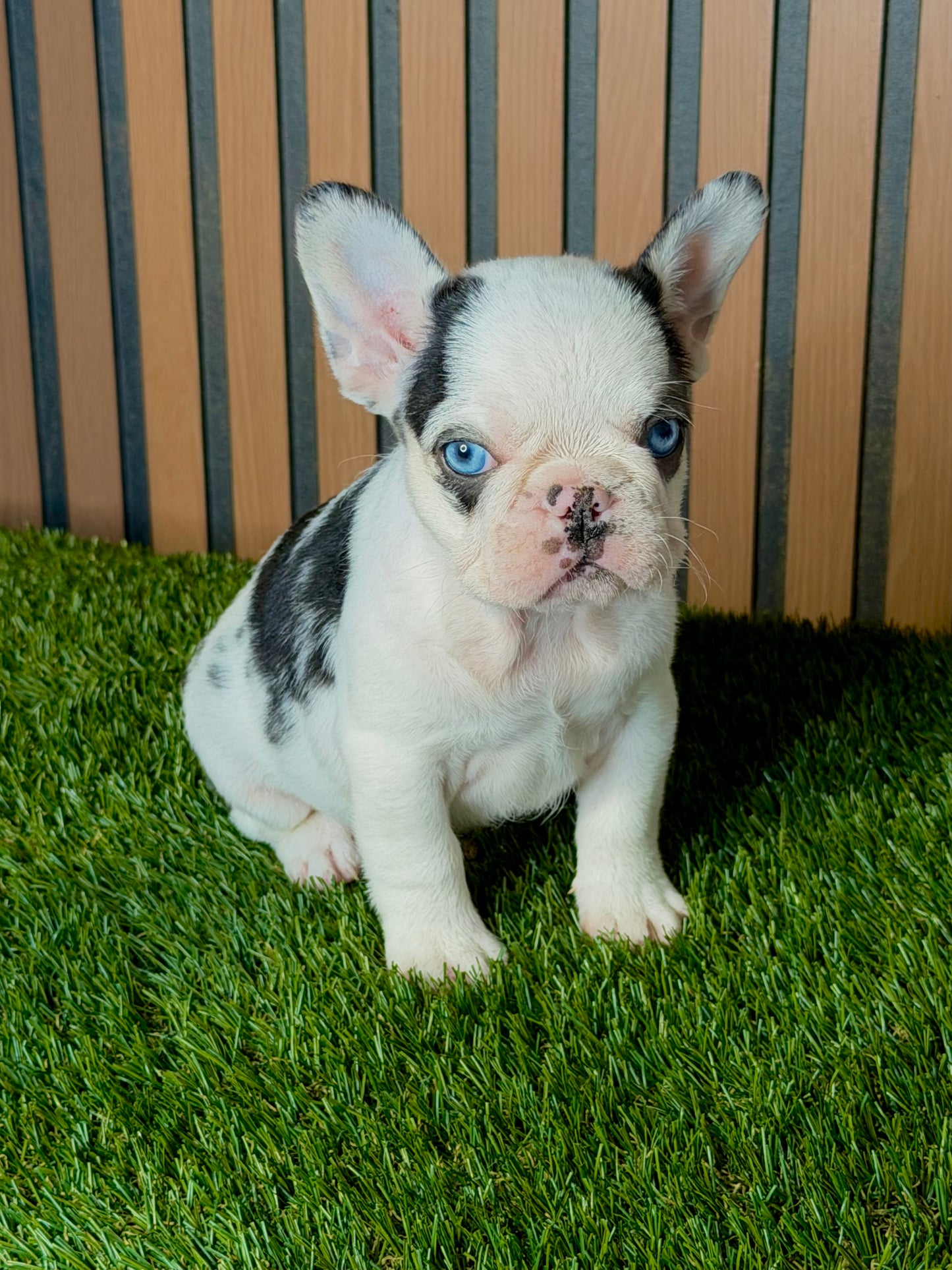 Blue koi frenchie
